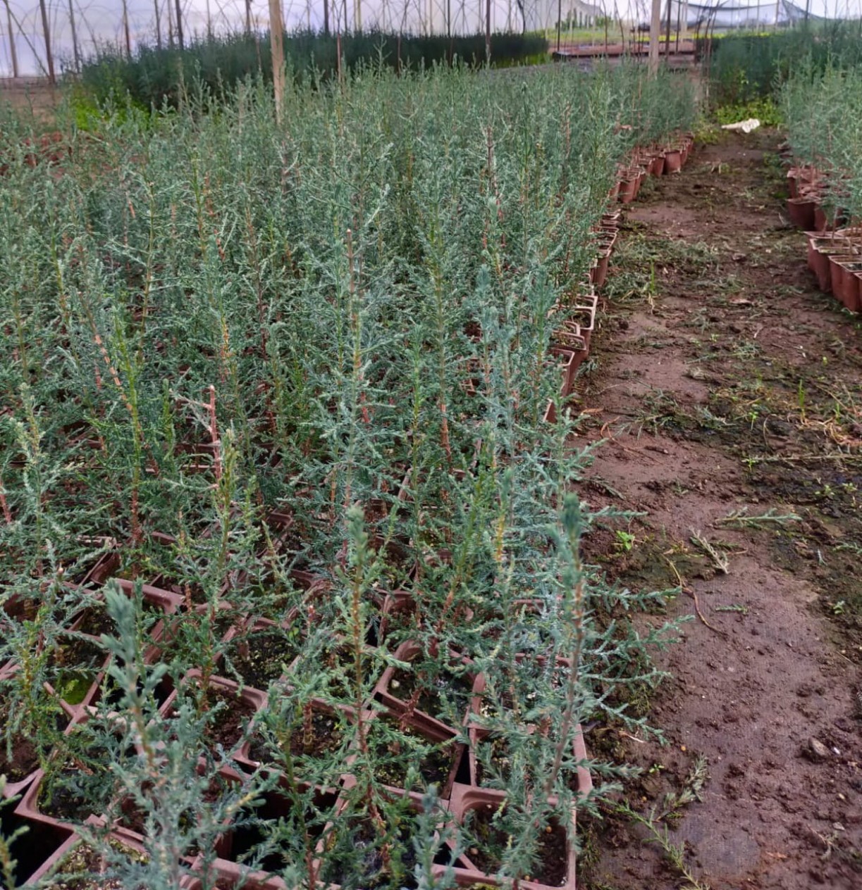 10'lu Kara Selvi(mezarlık Selvisi ) Fidan Paketi 10'lu Kara Selvi(mezarlık Selvisi ) Fidan Paketi