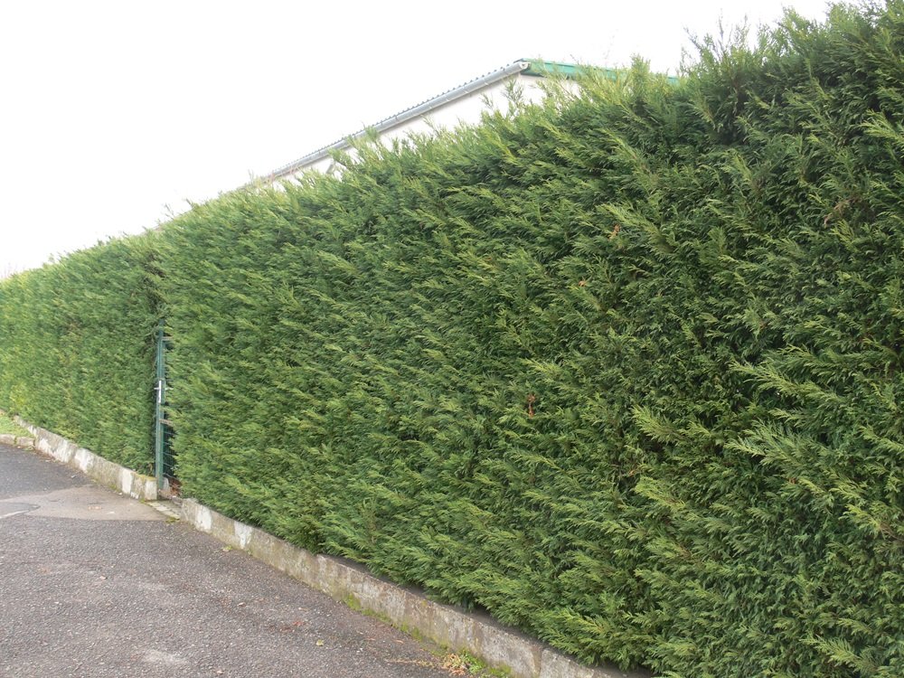 2 Yaş Aşılı Leylandi Fidanı