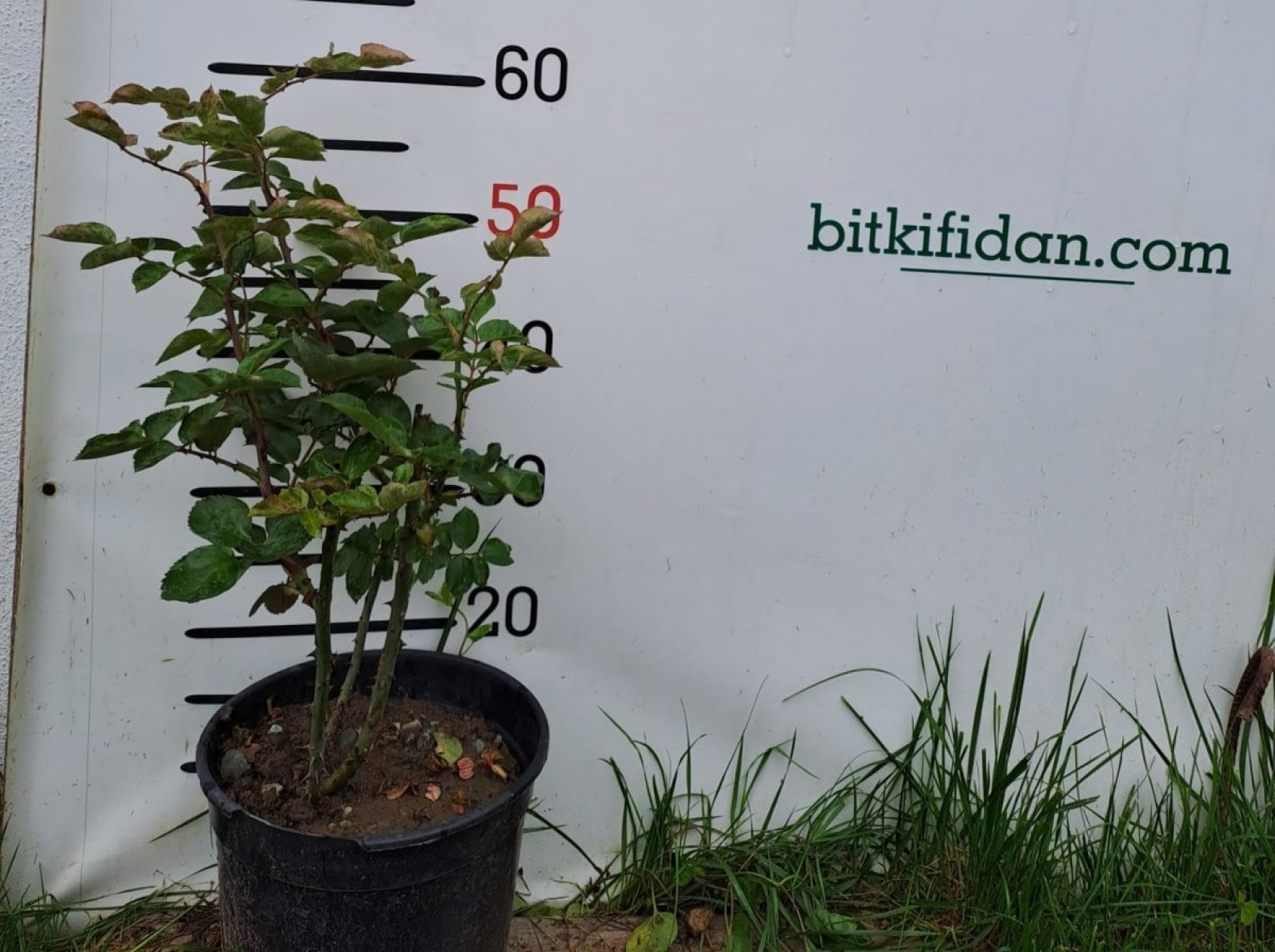 2 Yaş Cherry Girll (kırmızı) İthal Gül Fidanı