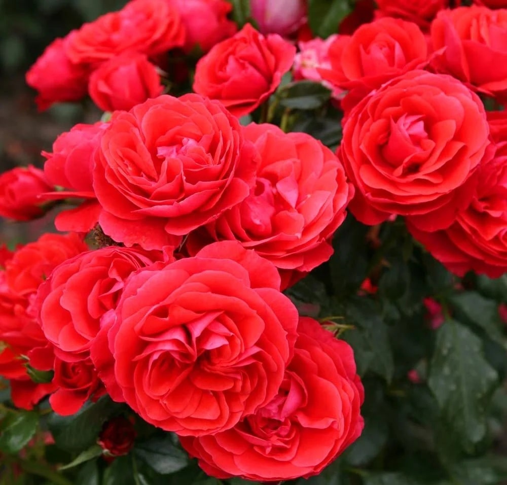 2 Yaş Cherry Girll (kırmızı) İthal Gül Fidanı 2 Yaş Cherry Girll (kırmızı) İthal Gül Fidanı