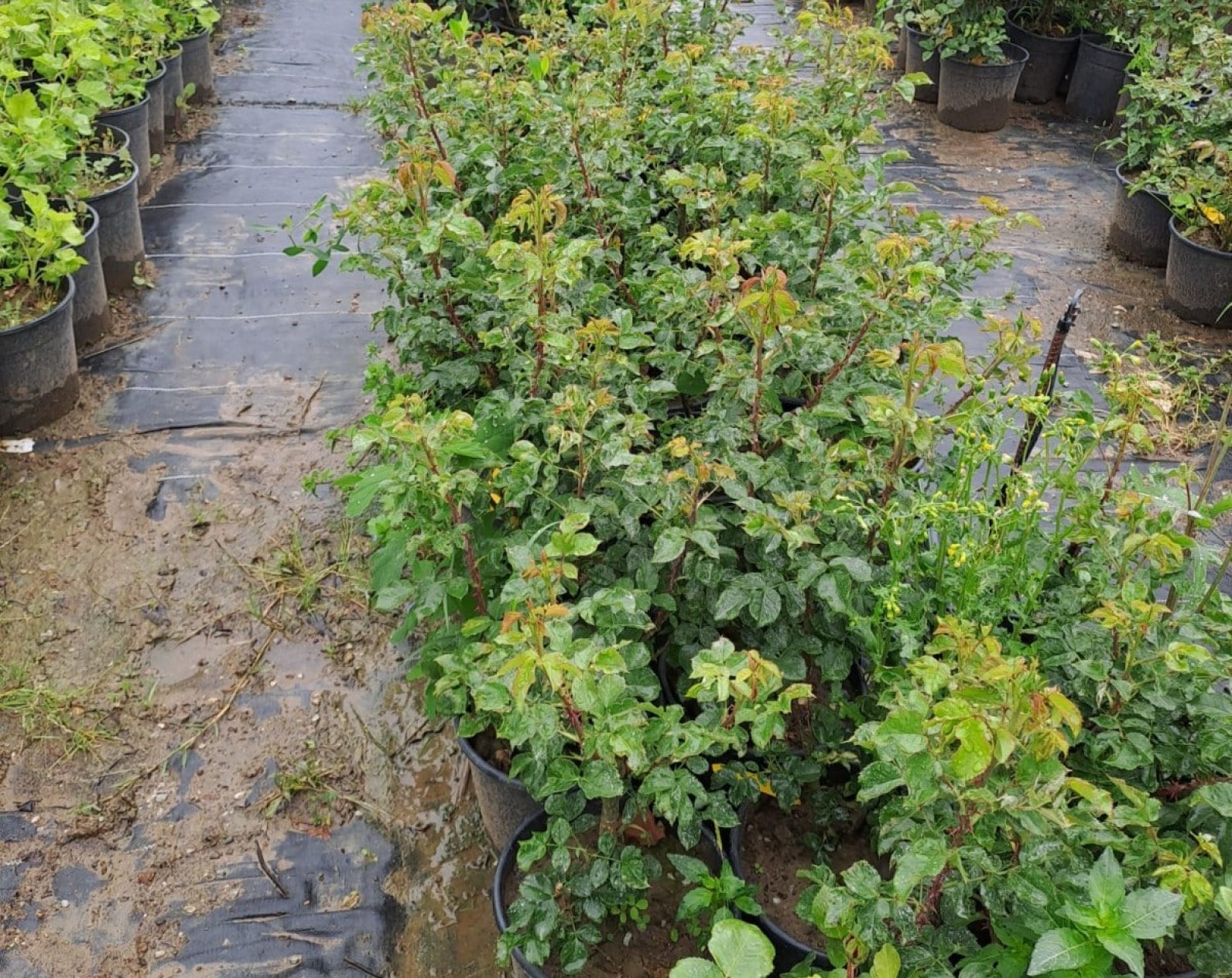 2 Yaş Cherry Girll (kırmızı) İthal Gül Fidanı 2 Yaş Cherry Girll (kırmızı) İthal Gül Fidanı