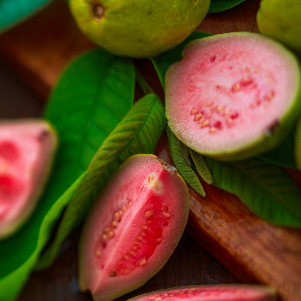 2 YAŞ GUAVA FİDANI