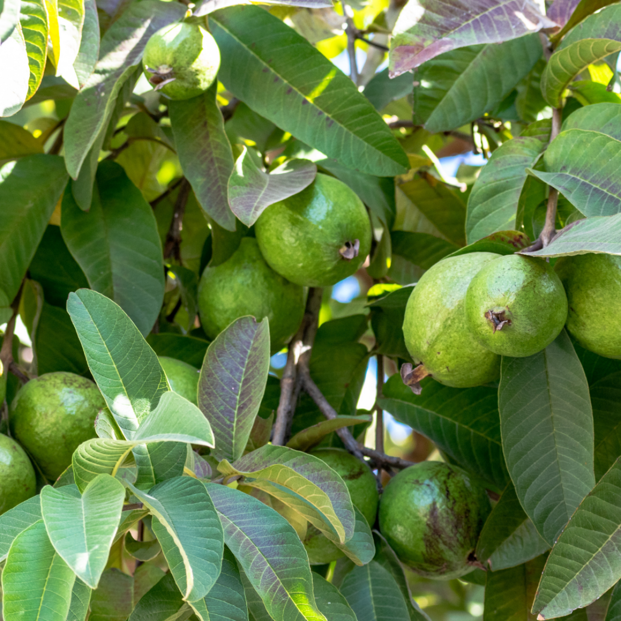 2 Yaş Guava Fidanı 2 Yaş Guava Fidanı