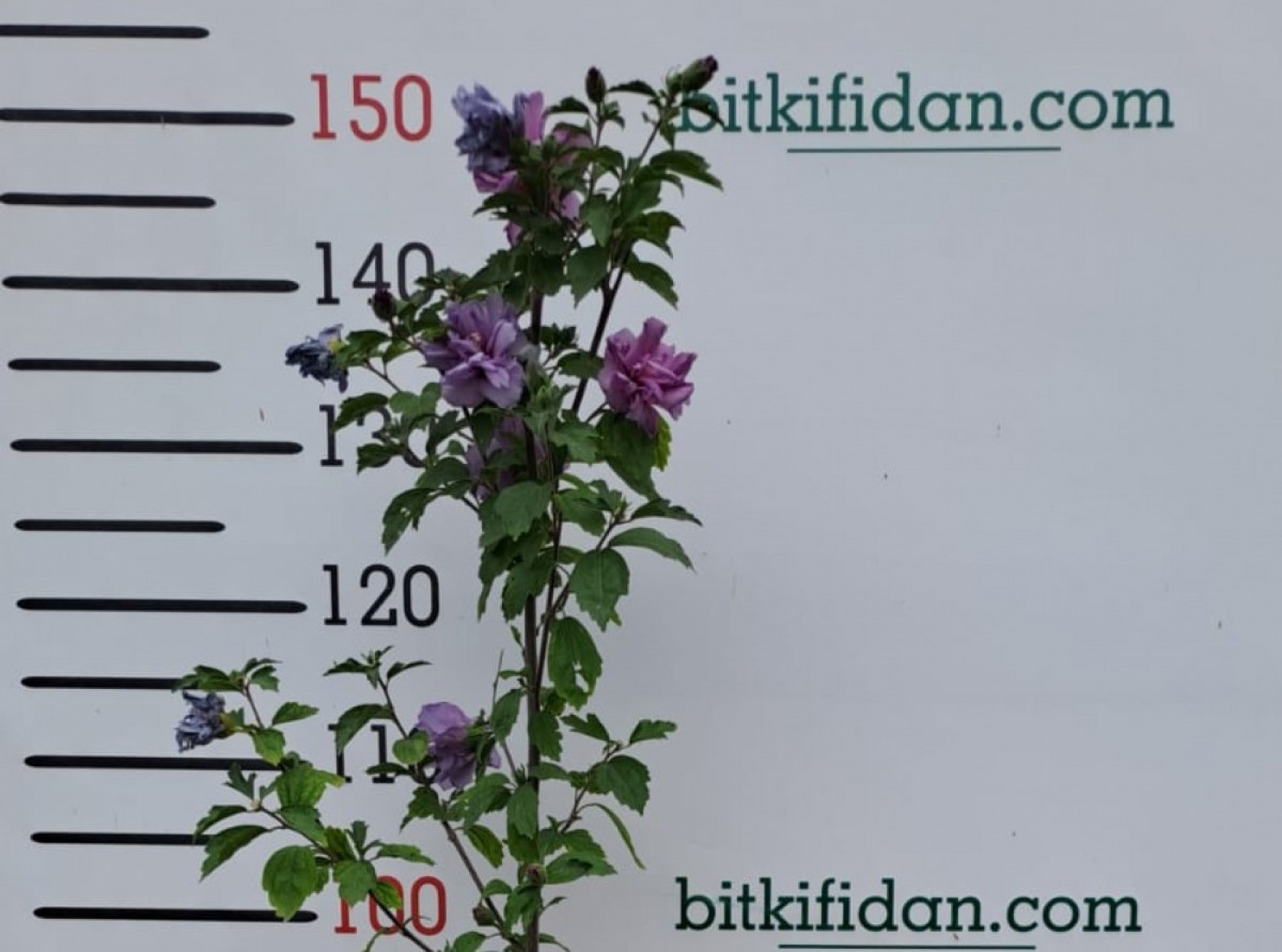 2 YAŞ GÜL  HATMİ (HİBİSCUS) FİDANI