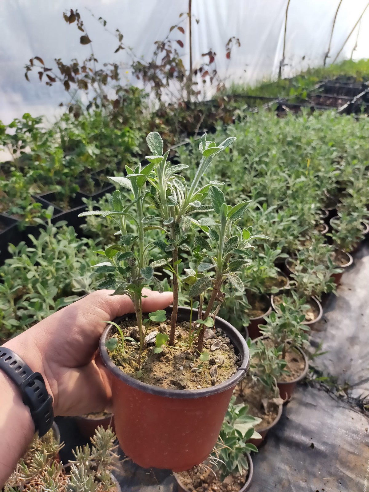 2 Yaş Adaçayı Bitkisi