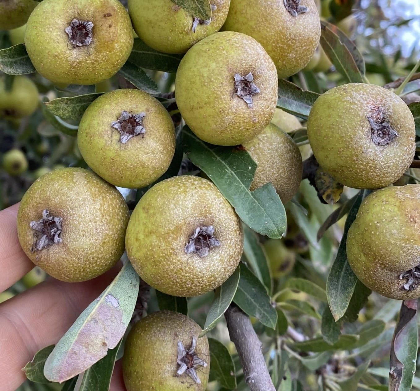 2 Yaş Ahlat( Dağ Armut) Fidanı-100-120 Cm 2 Yaş Ahlat( Dağ Armut) Fidanı-100-120 Cm