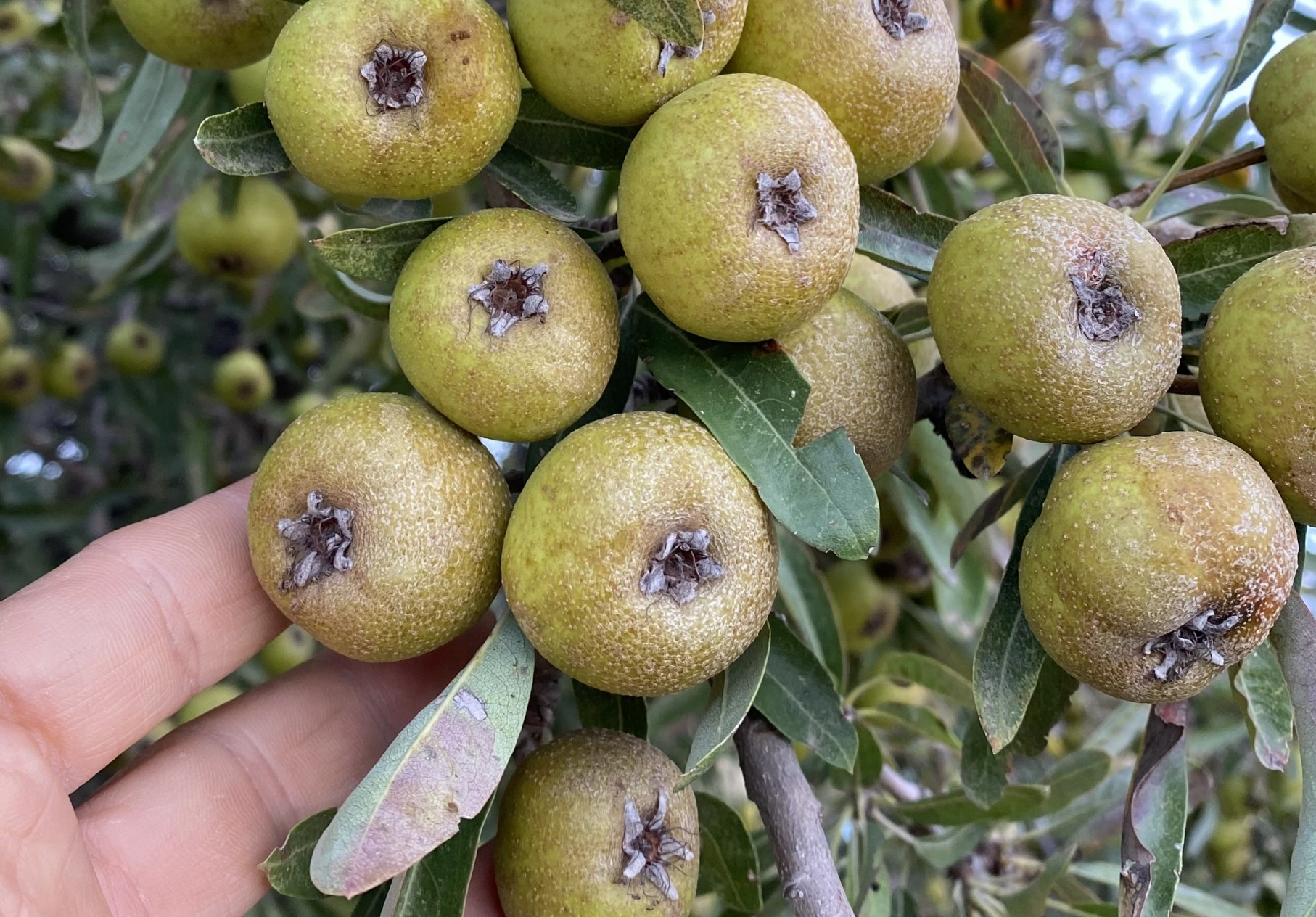 2 Yaş Ahlat( Dağ Armut) Fidanı-100-120 Cm 2 Yaş Ahlat( Dağ Armut) Fidanı-100-120 Cm