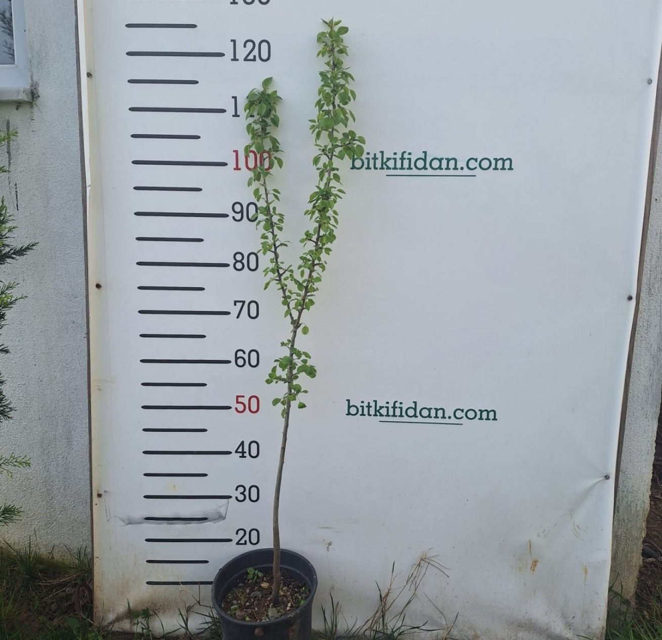 2 Yaş Ahlat( Dağ Armut) Fidanı-100-120 cm
