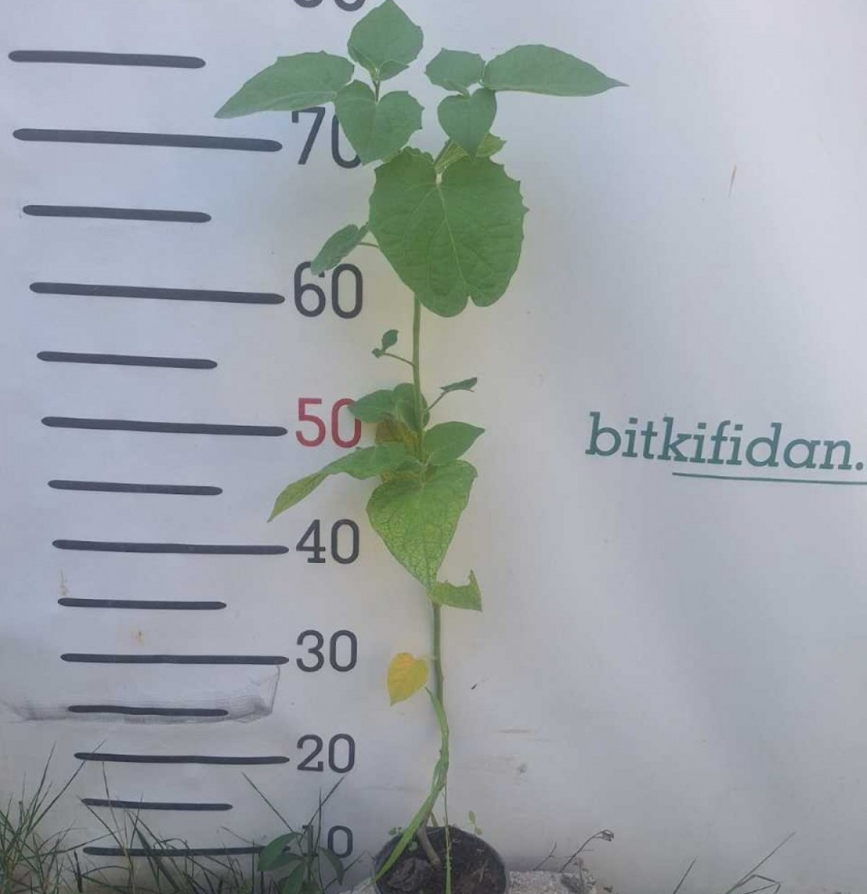 2 Yaş Altın Çilek Fidesi