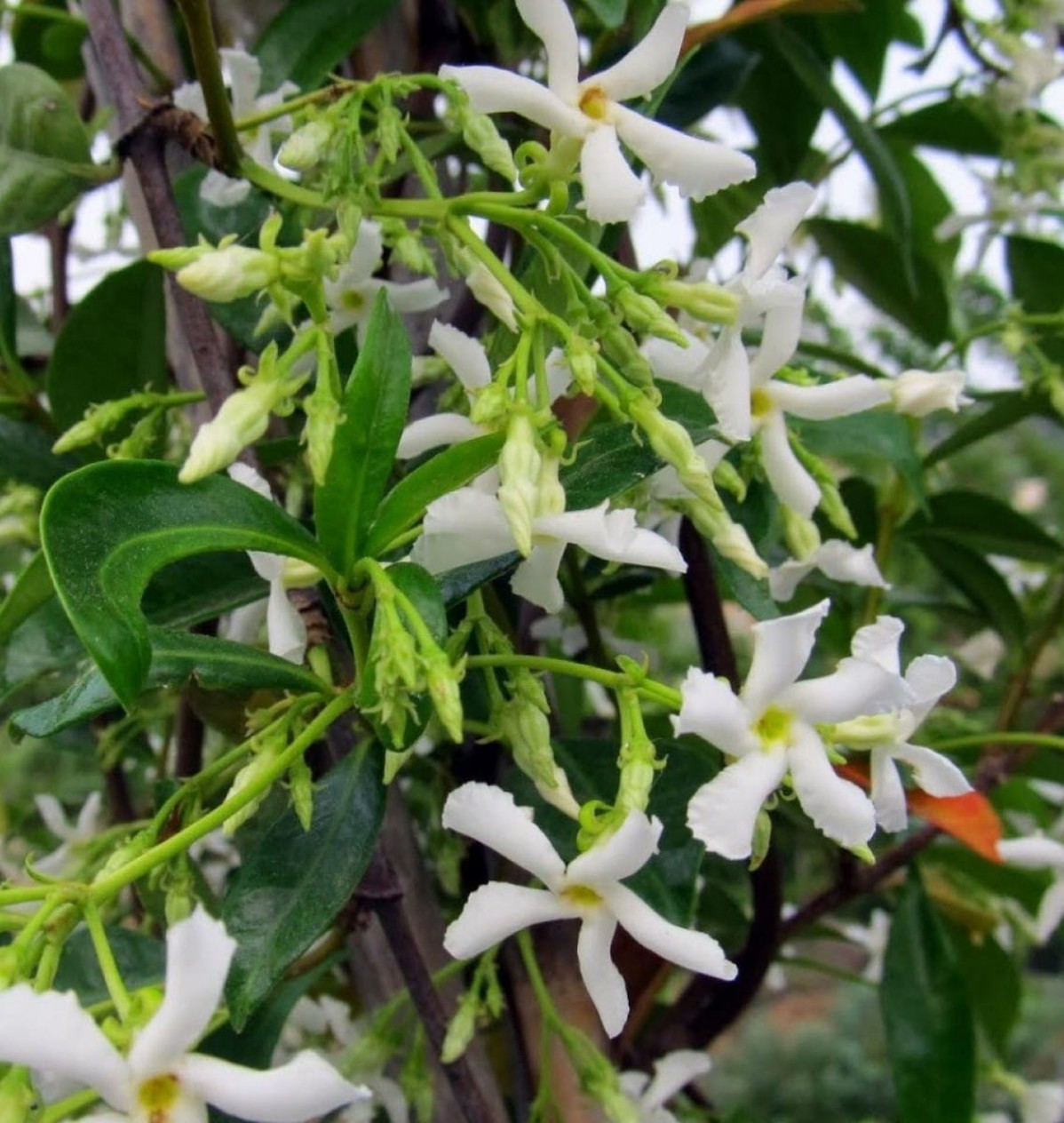 2 Yaş Arap Yasemini