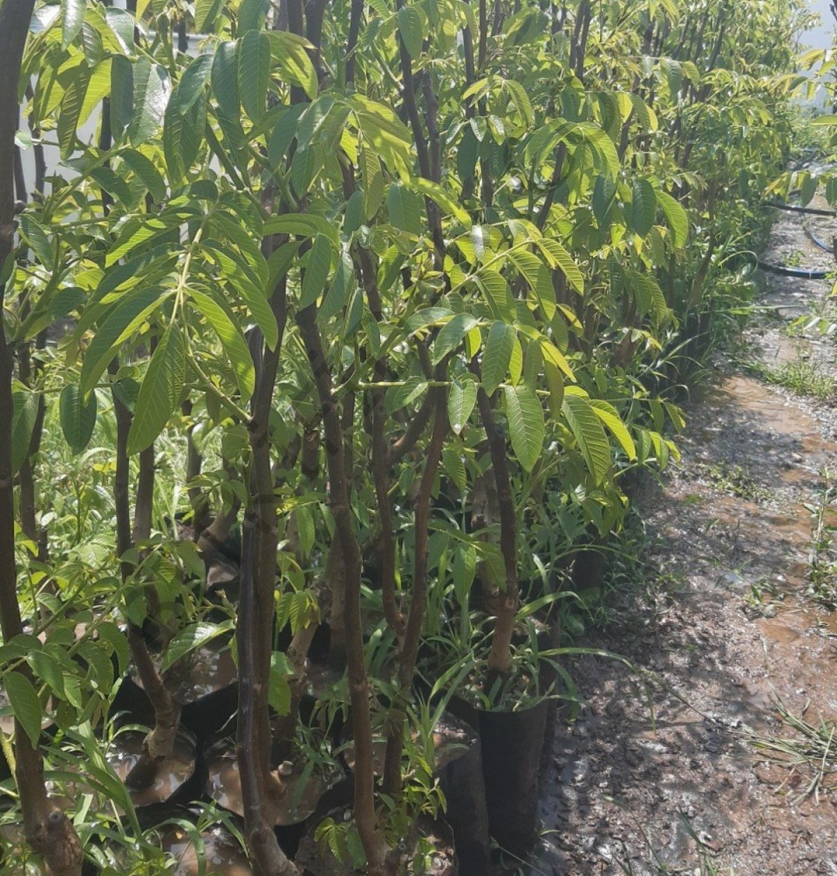 2 Yaş Aşılı Chandler Ceviz Fidanı (100 Cm) 2 Yaş Aşılı Chandler Ceviz Fidanı (100 Cm)