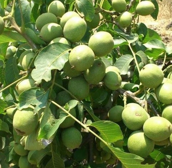 2 Yaş Aşılı Chandler Ceviz Fidanı (100 Cm) 2 Yaş Aşılı Chandler Ceviz Fidanı (100 Cm)