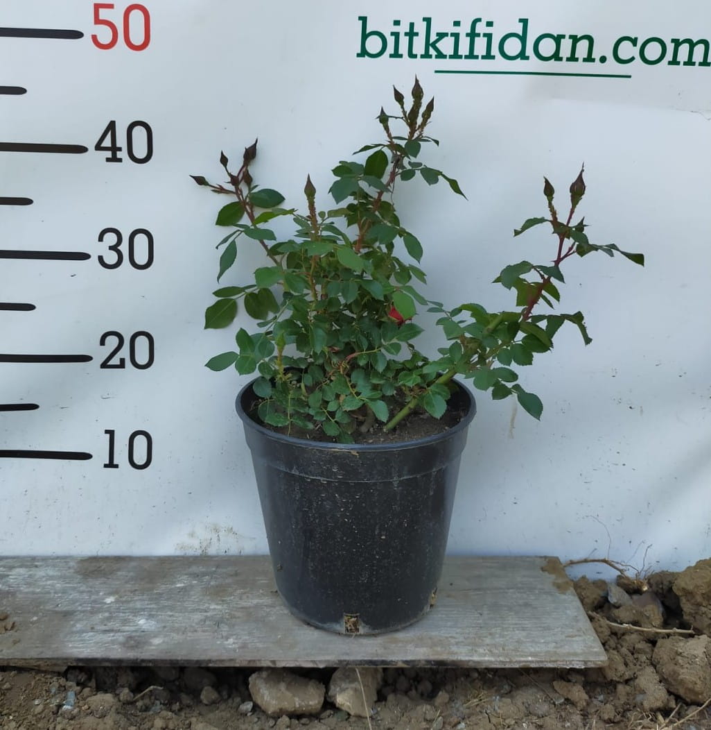 2 Yaş Aşılı İthal Schöne Koblenzerin Gül Fidanı (kırmızı-krem)