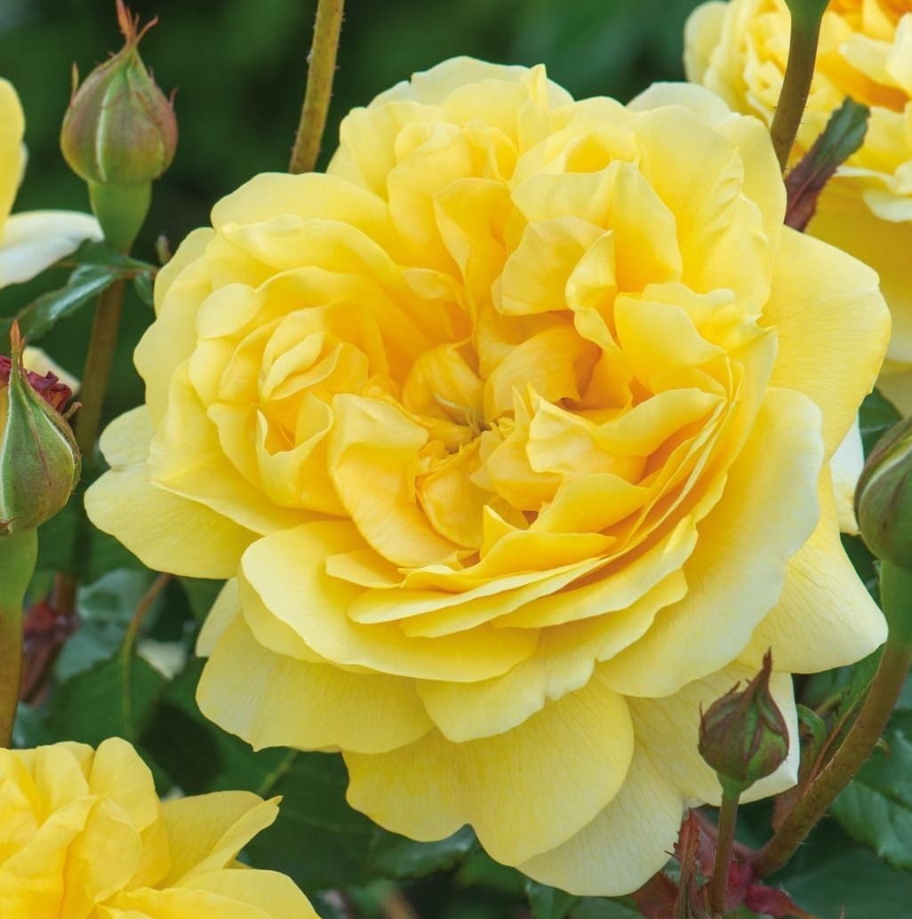 2 Yaş Aşılı İthal Shiny Gül Fidanı (sarı ) 2 Yaş Aşılı İthal Shiny Gül Fidanı (sarı )