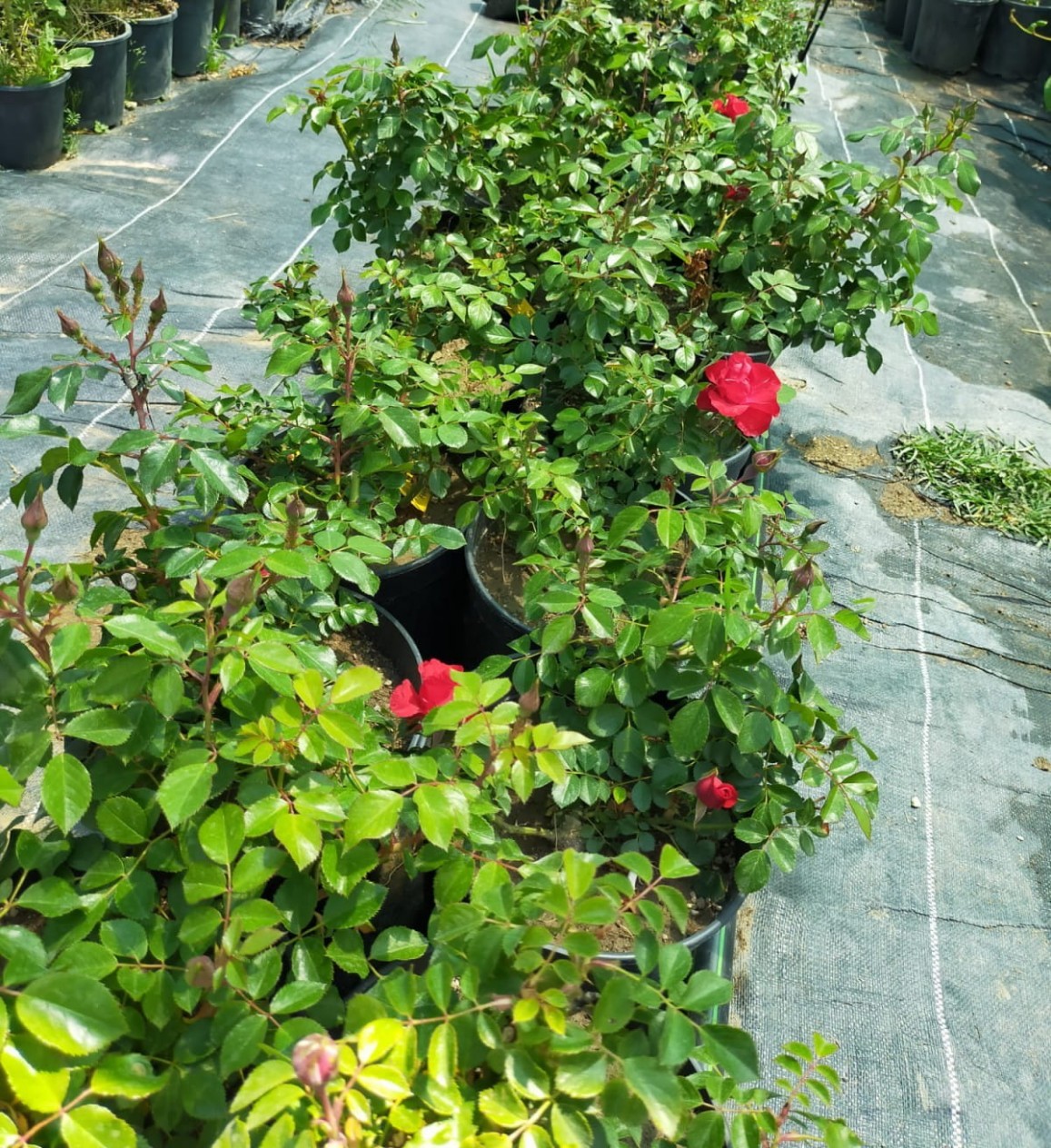 2 Yaş Aşılı İthal Shiny Gül Fidanı (sarı ) 2 Yaş Aşılı İthal Shiny Gül Fidanı (sarı )