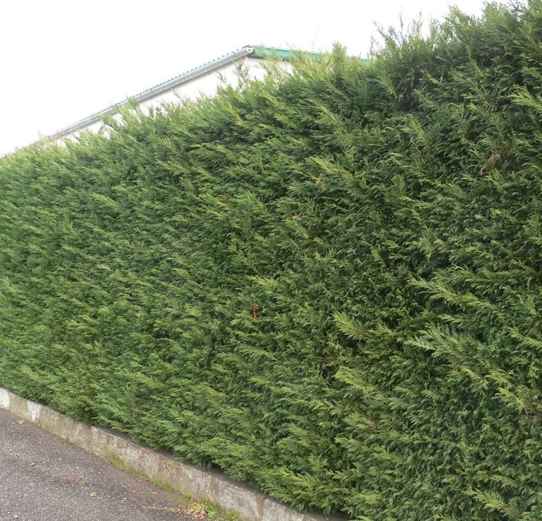 2 Yaş Aşılı Leylandi Fidanı