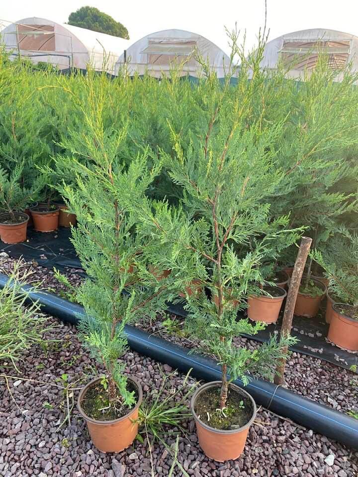 2 Yaş Aşılı Leylandi Fidanı
