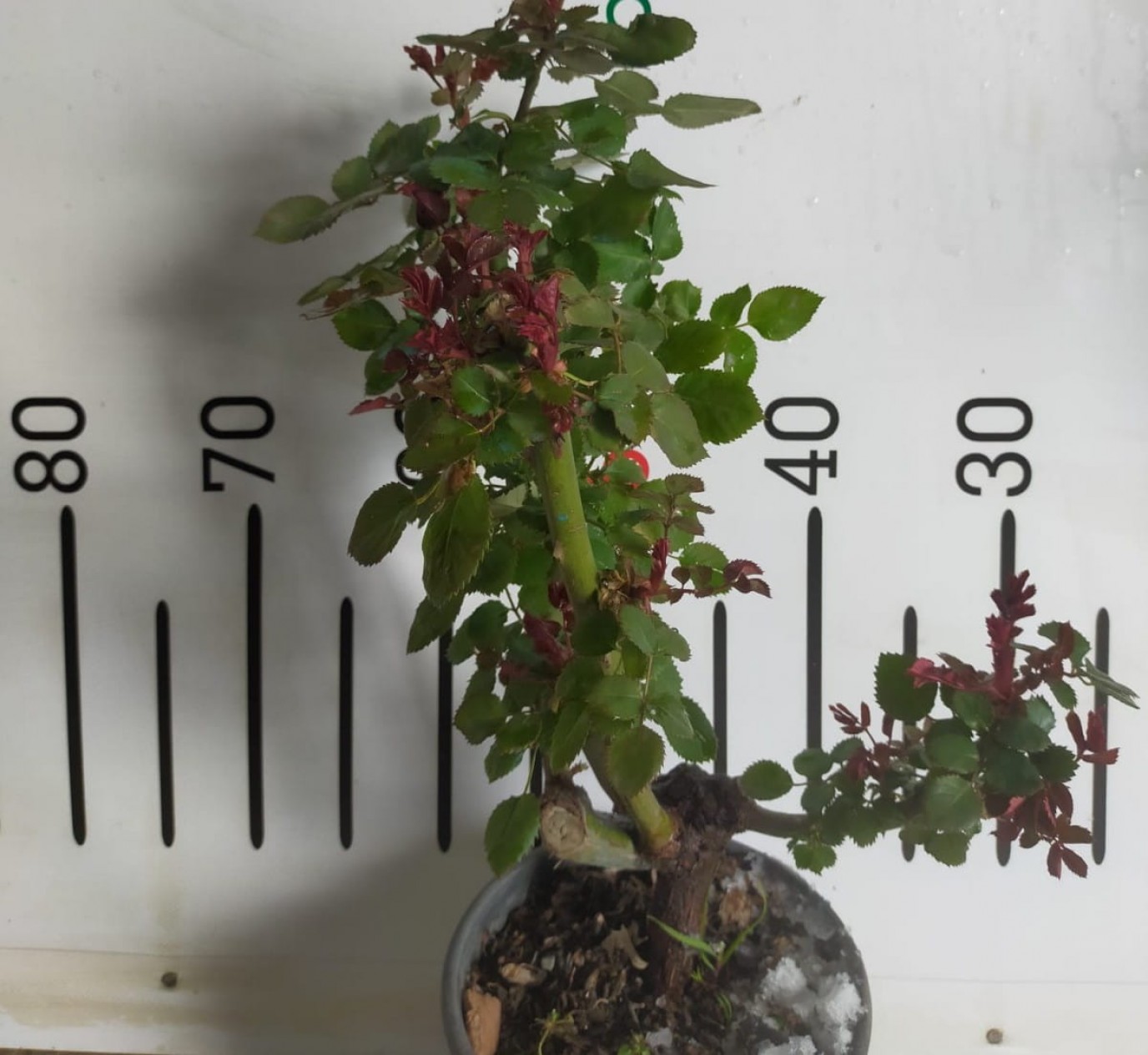 2 Yaş Aşılı Yerli Gül Fidanı-beyaz Renk