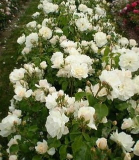 2 Yaş Aşılı Yerli Gül Fidanı-beyaz Renk