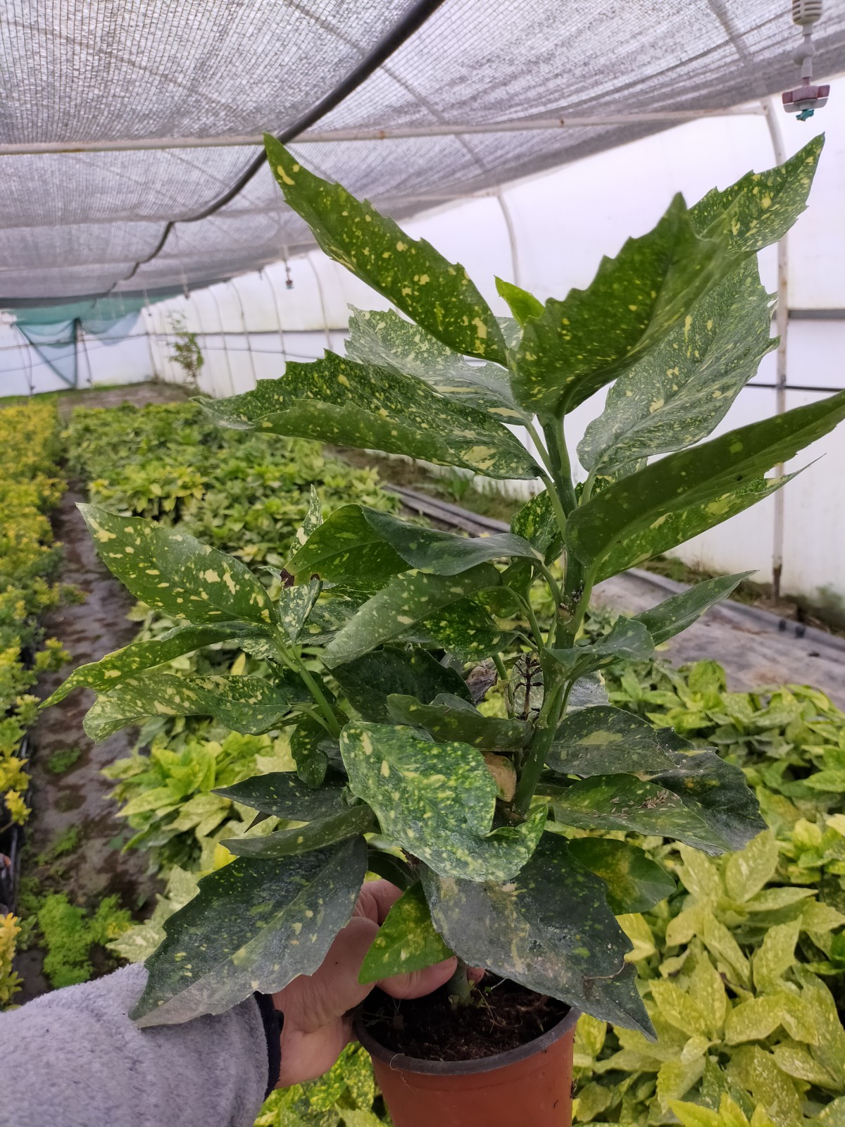 2 Yaş Aucuba Japonica Akuba Lekeli Defne Fidanı