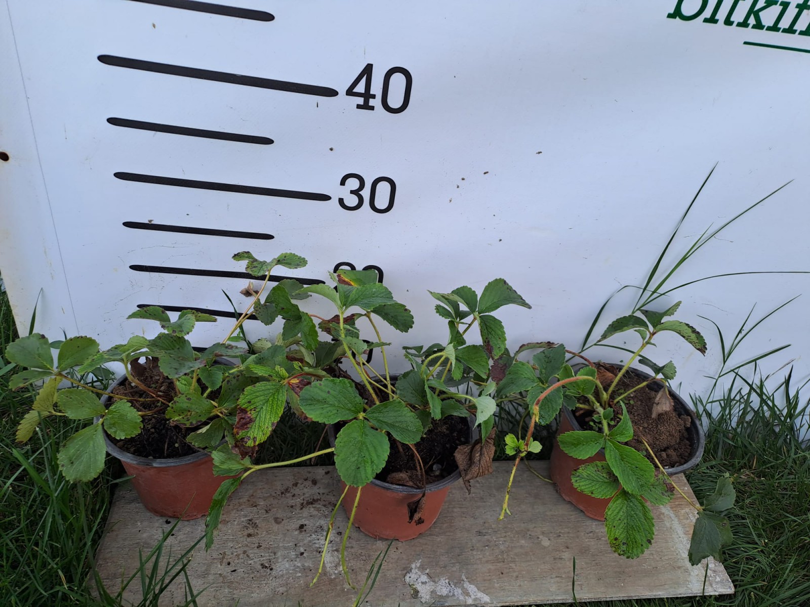 2 Yaş 4' Lü Beyaz Çilek Fidesi- Pineberry 2 Yaş 4' Lü Beyaz Çilek Fidesi- Pineberry