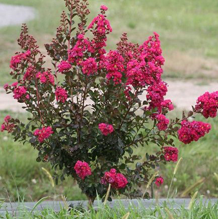 2 Yaş Bodur Kırmızı Yaprak ve Çiçekli Oya Ağacı-2 li