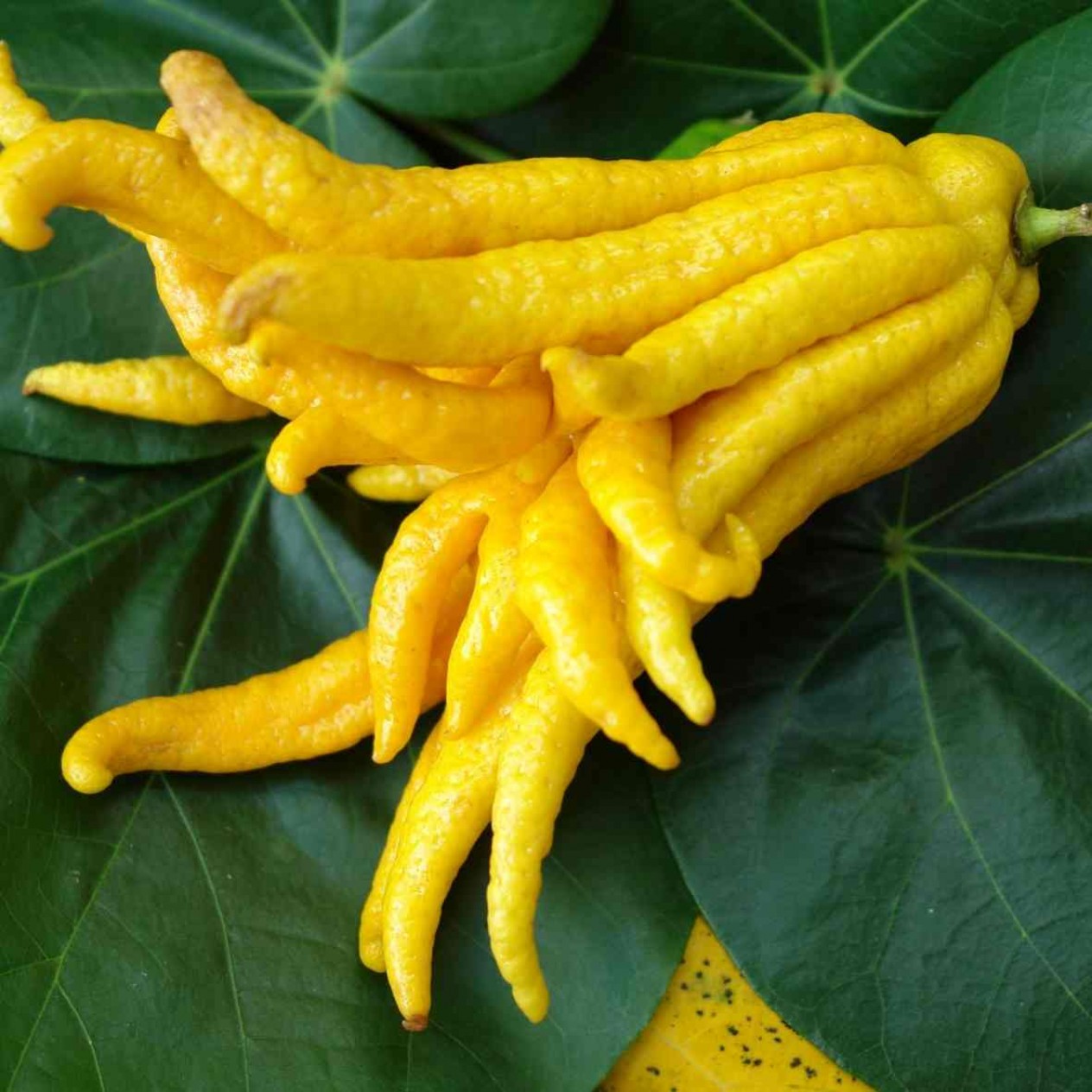 2 Yaş Budanın Eli Limon Fidanı