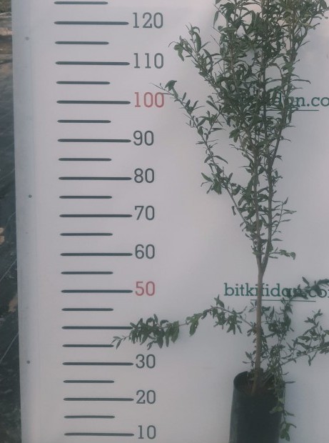 2 Yaş Çekirdeksiz Nar Fidanı 2 Yaş Çekirdeksiz Nar Fidanı