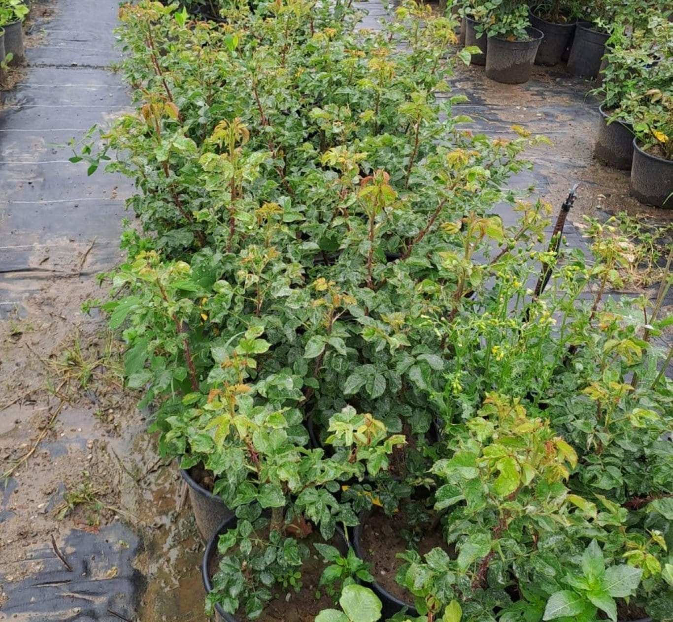 2 Yaş Cherry Girll (kırmızı) İthal Gül Fidanı