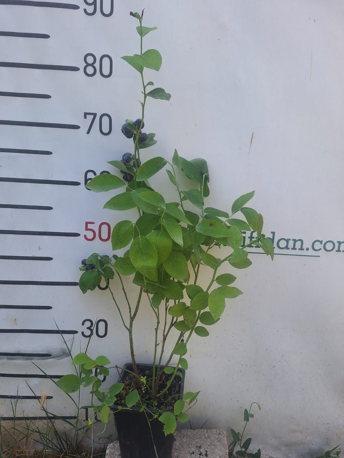 3 Yaş Denise Blue Yaban Mersini Fidanı 3 Yaş Denise Blue Yaban Mersini Fidanı