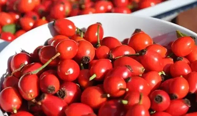 2 Yaş Dikensiz Kuşburnu Fidanı