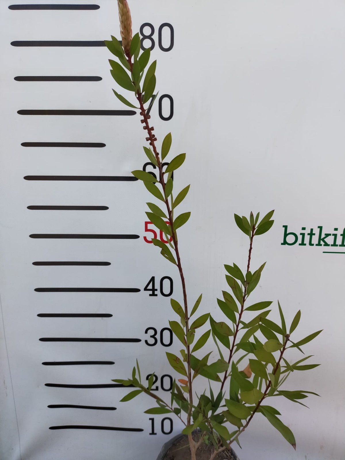 2 Yaş Fırça Çalısı Bitkisi