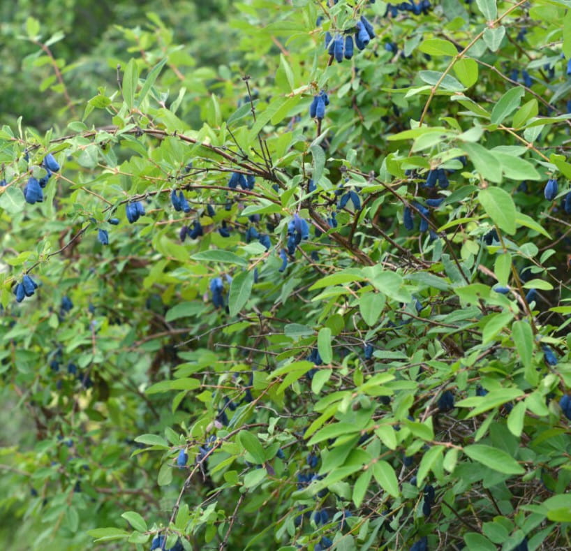 2 Yaş Honey Berry - Bal Yemişi Fidanı