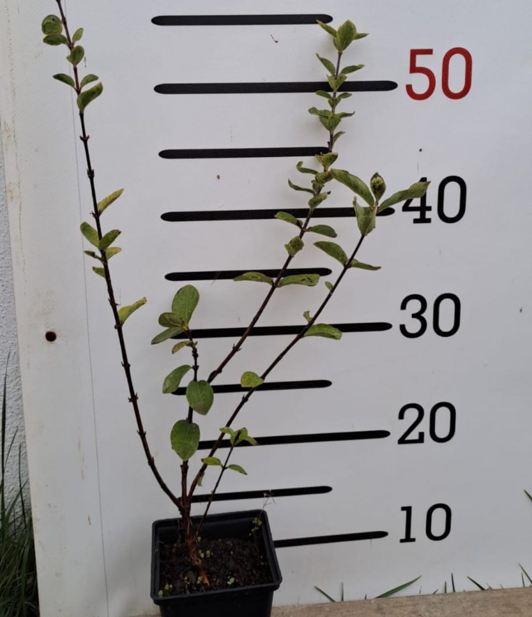 2 Yaş Honey Berry - Bal Yemişi Fidanı