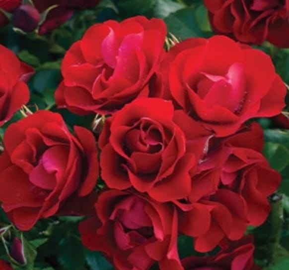2 Yaş İthal Aşılı Black Forest Rose Gül Fidanı (açık Kırmızı)