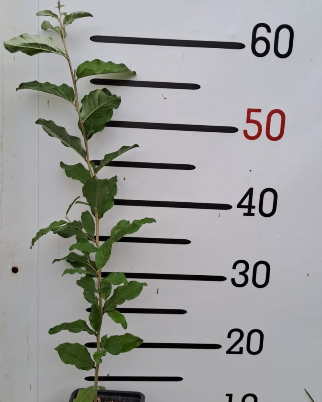 2 Yaş Japon İğdesi-güz Yemişi -sarı Renk