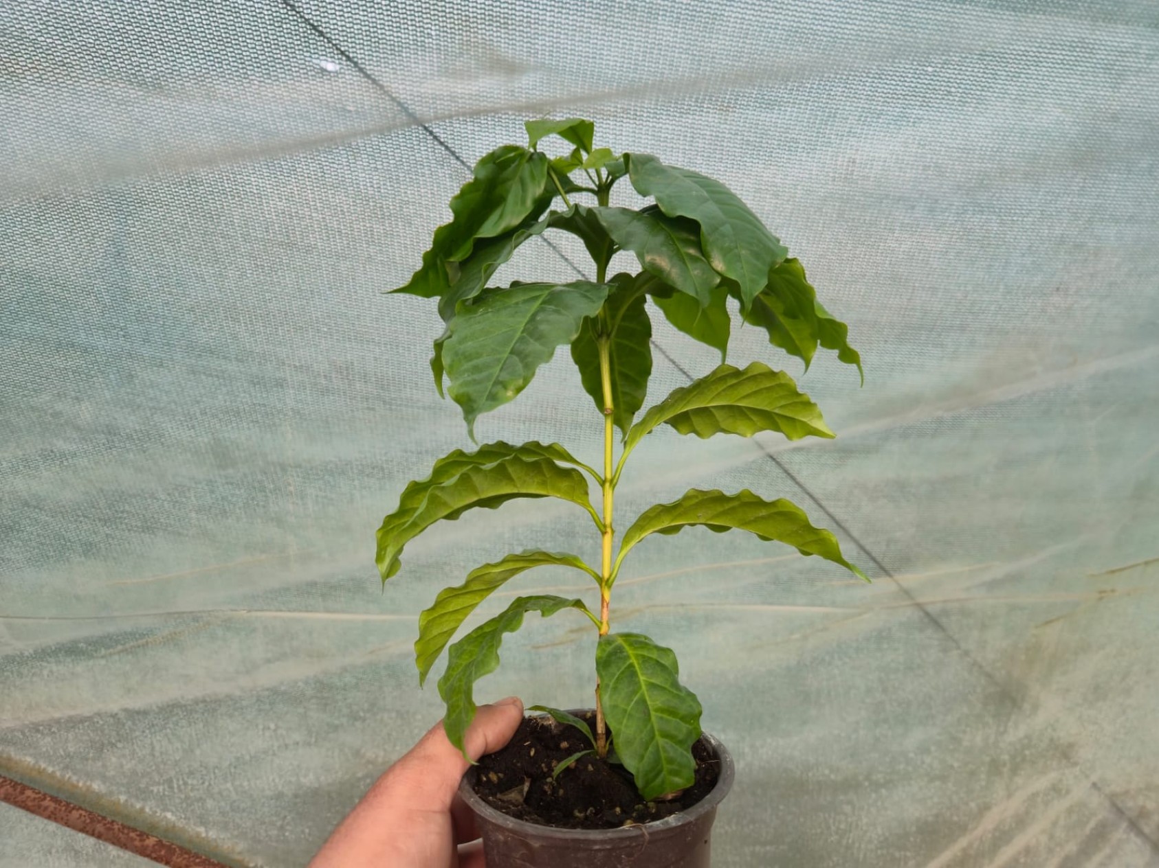 2 Yaş Kahve Ağacı Fidanı 2 Yaş Kahve Ağacı Fidanı