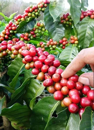 2 Yaş Kahve Ağacı Fidanı 2 Yaş Kahve Ağacı Fidanı