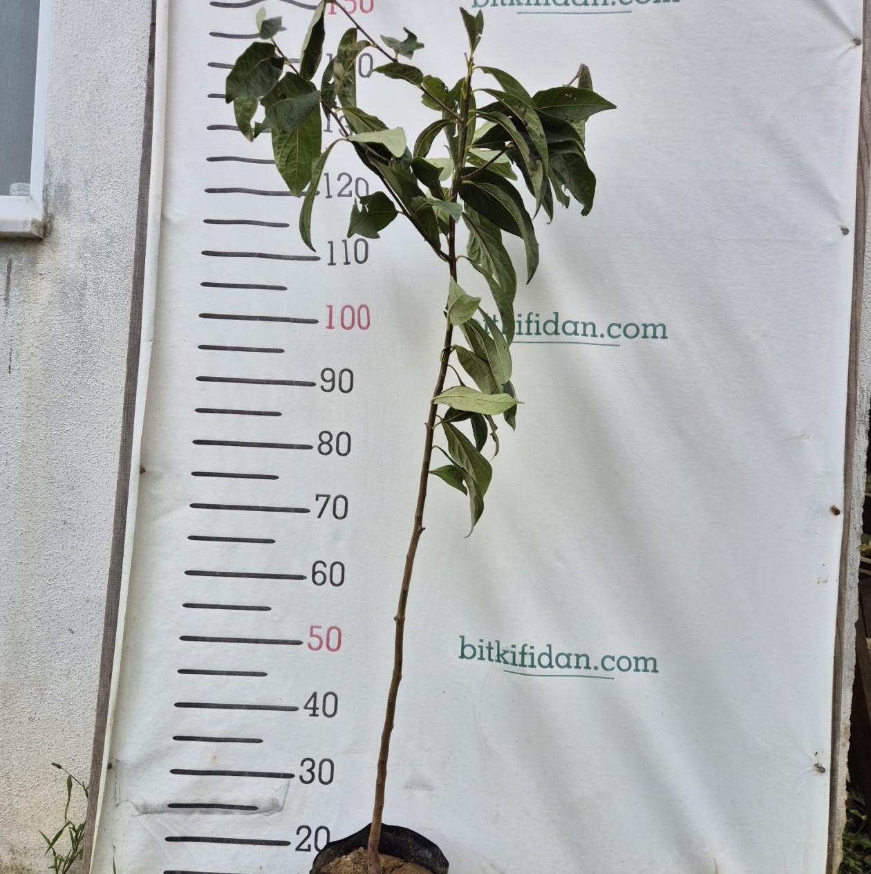 2 Yaş Kara Hurma (Yabani Hurma) Fidanı