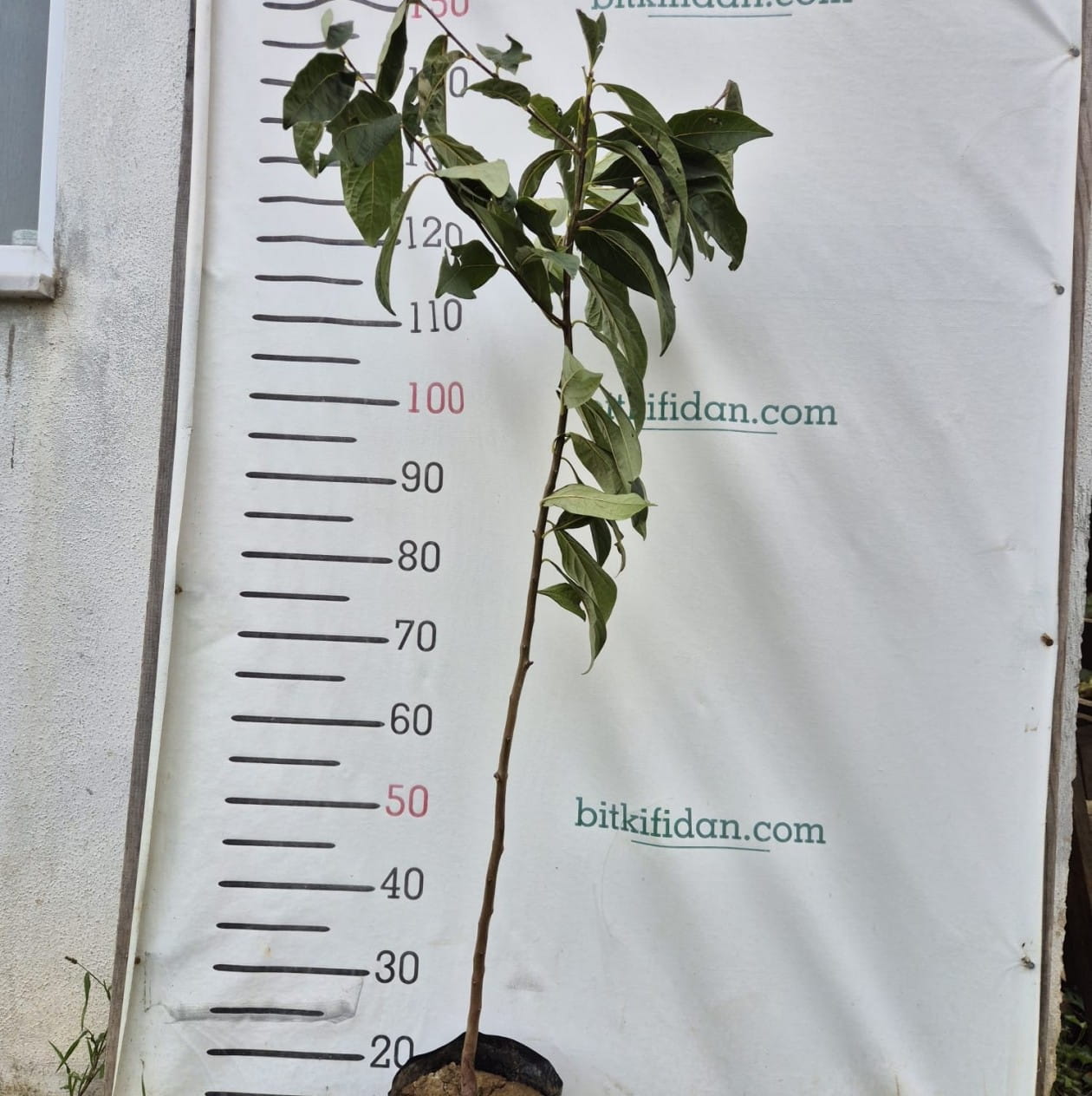 2 Yaş Kara Hurma (Yabani Hurma) Fidanı