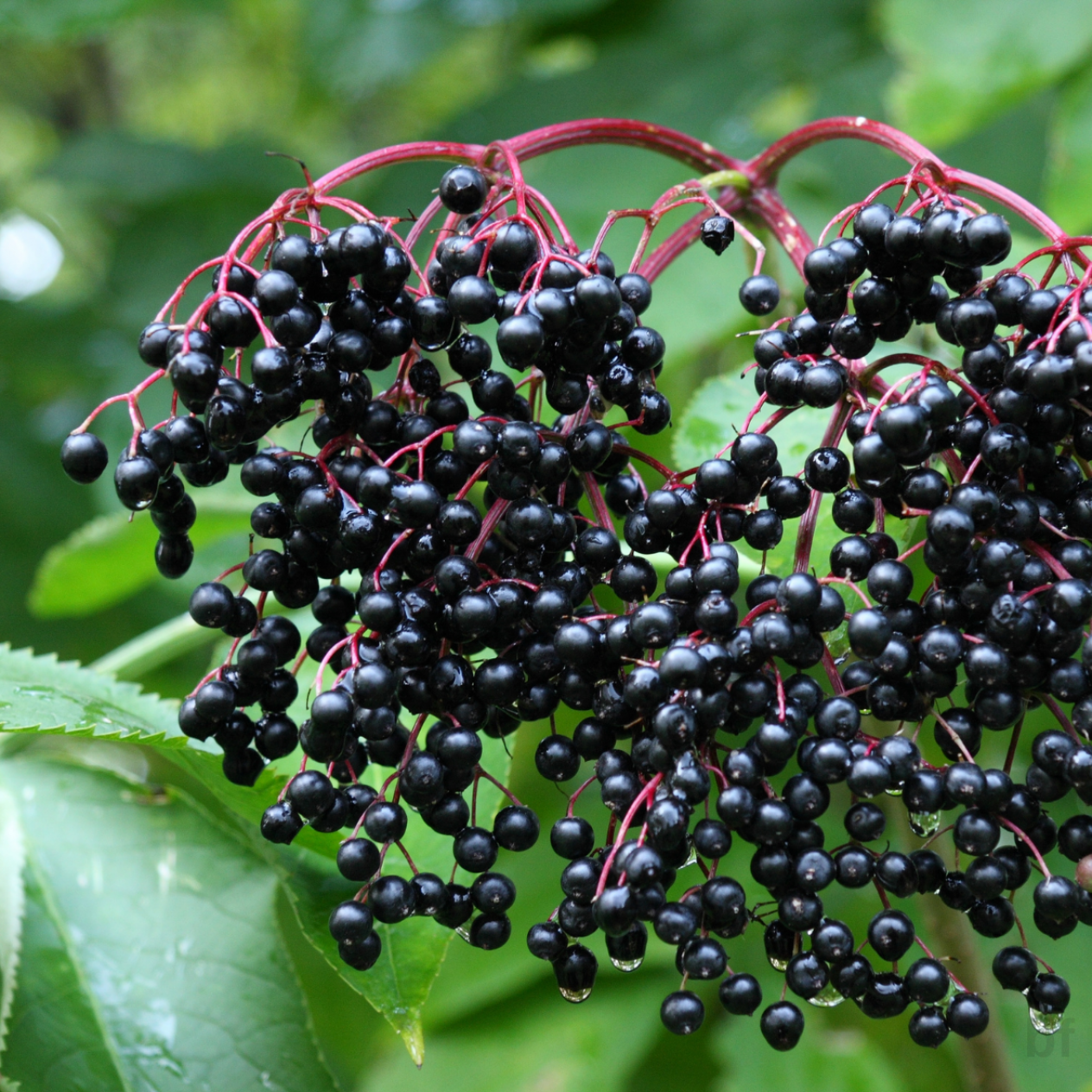 2 Yaş Kara Mürver Fidanı 2 Yaş Kara Mürver Fidanı