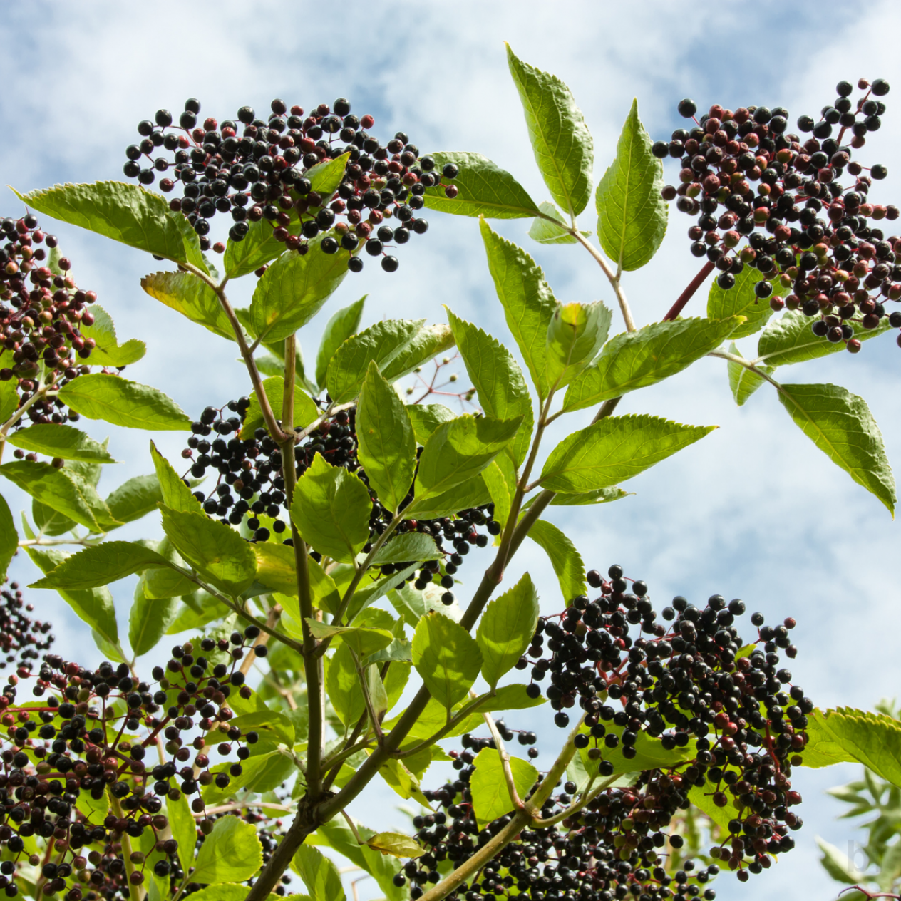 2 Yaş Kara Mürver Fidanı 2 Yaş Kara Mürver Fidanı
