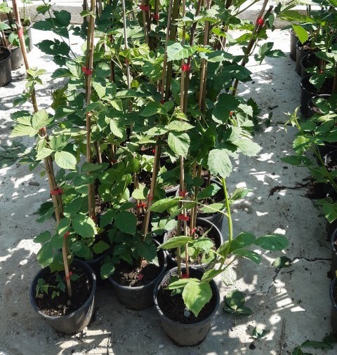 2 Yaş Kara Mürver Fidanı