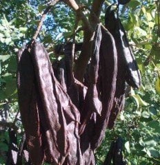 Keçi Boynuzu (Harnup) Fidanı 2 Yaş