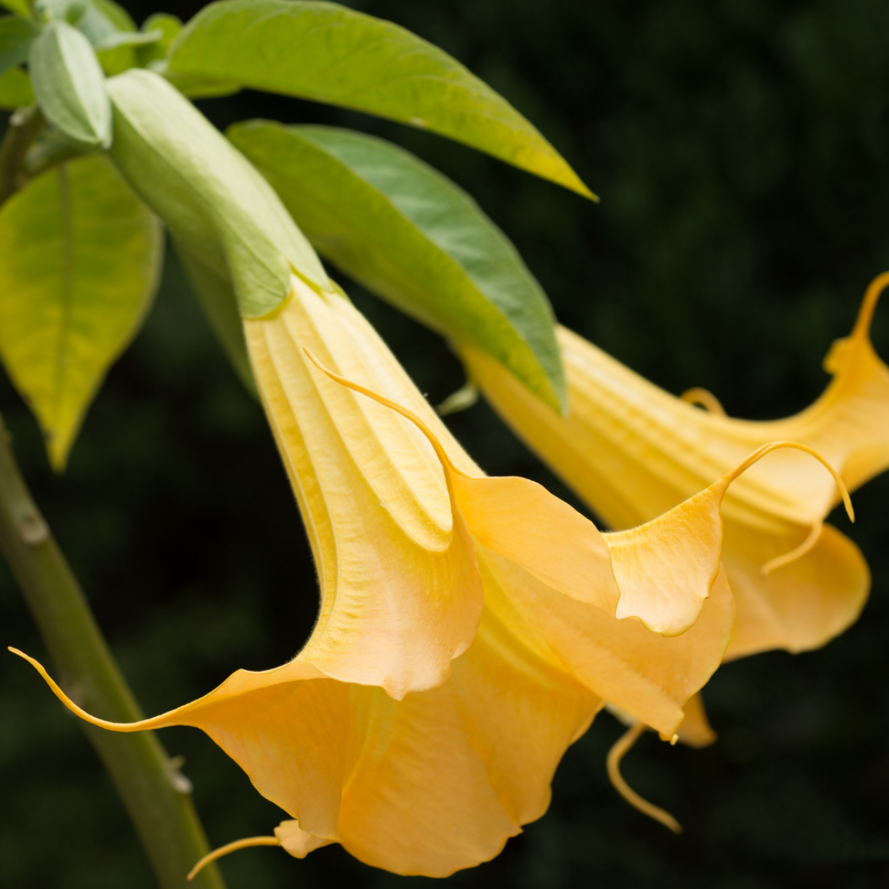 2 Yaş Melek Borusu Çiçeği Fidanı-(100-120 Cm)