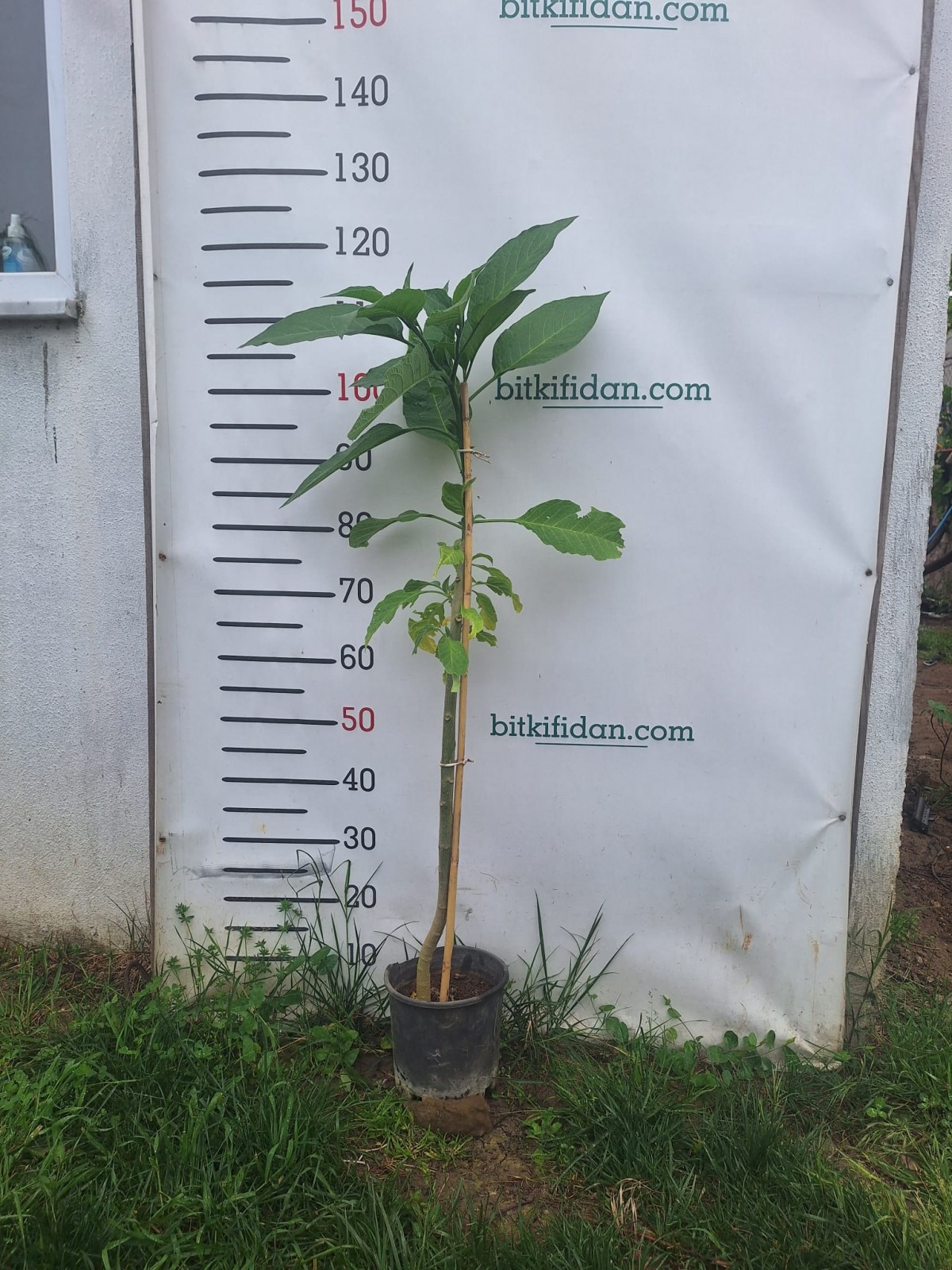 2 Yaş Melek Borusu Çiçeği Fidanı-(100-120 cm)