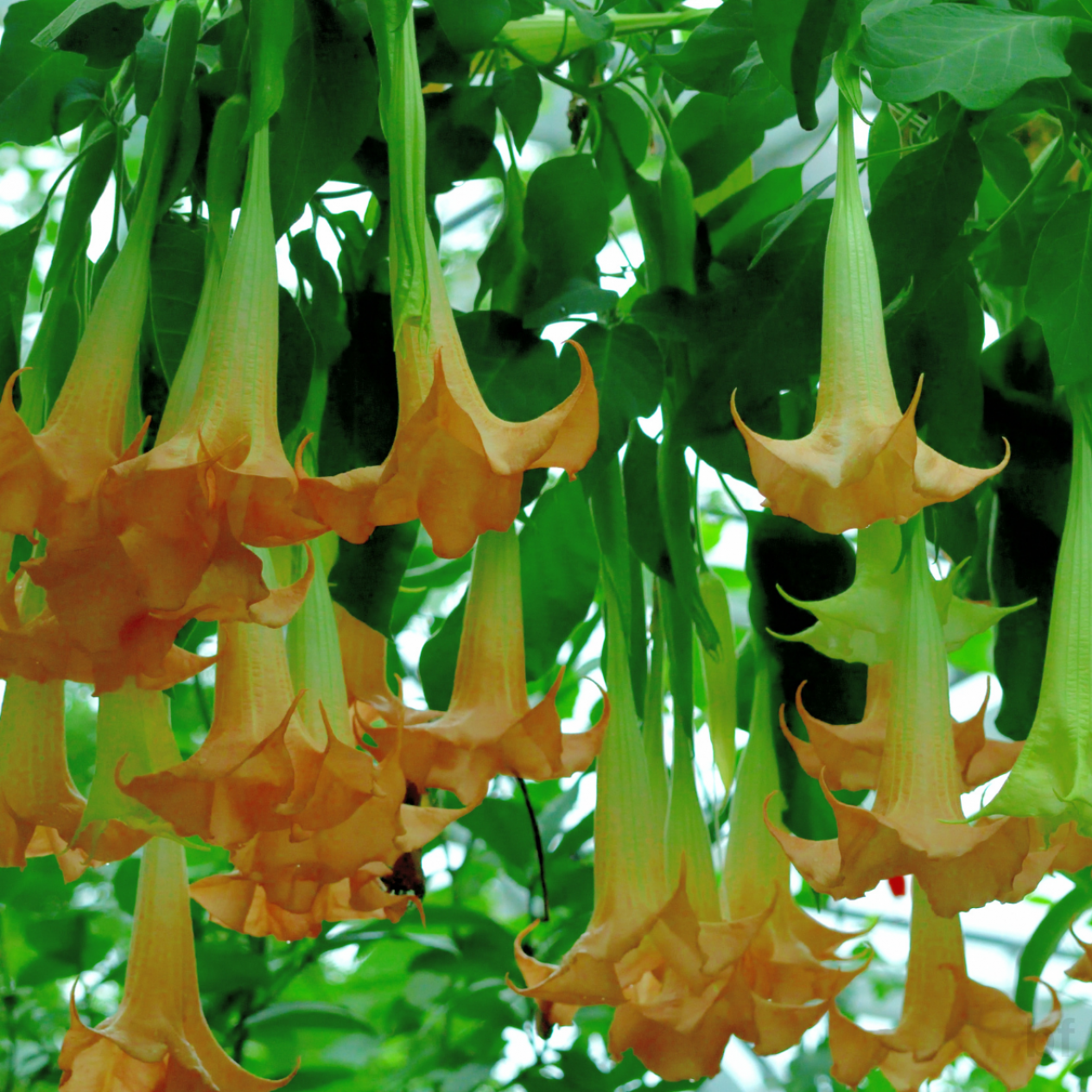 2 Yaş Melek Borusu Çiçeği Fidanı-(100-120 Cm)