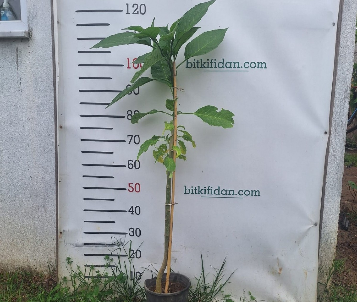 2 Yaş Melek Borusu Çiçeği Fidanı-(100-120 Cm)