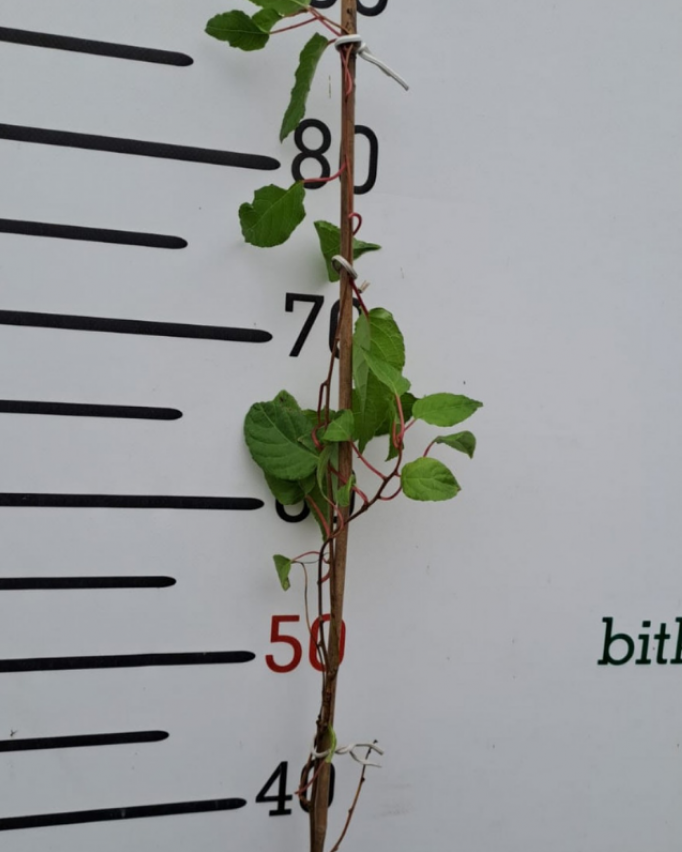 2 Yaş Mini Kivi Ananasya Fidanı