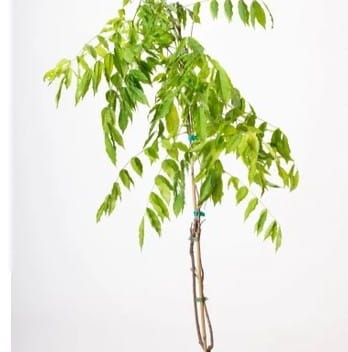 2 Yaş Mor Salkım Fidanı